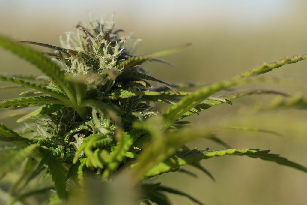 hemp
