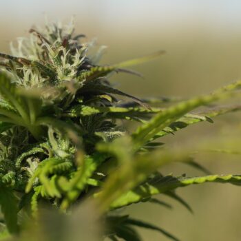 hemp
